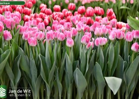 Tulipa Voque ® (2)